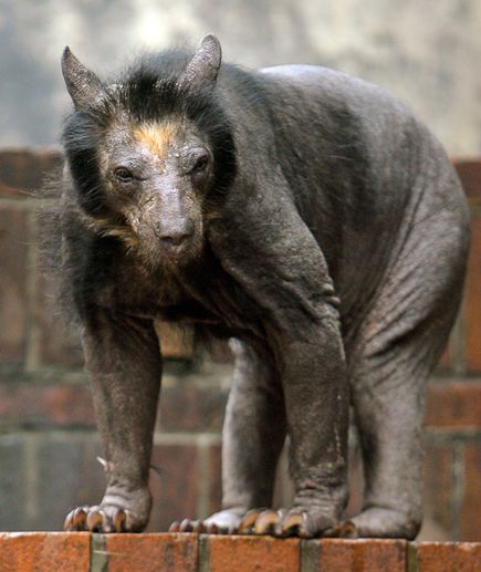 Anna - Gaspar, that's not a werewolf, that's a shaved bear. Gaspar - What? No...it's a werewolf from mankind's nightmares.
